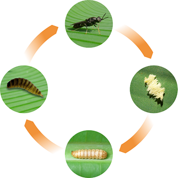 pic Soldier Fly Larvae Life Cycle black soldier fly process